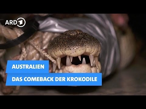 Australien: Das Comeback der Krokodile