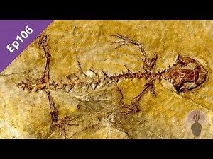 Episode 106: Herpetology