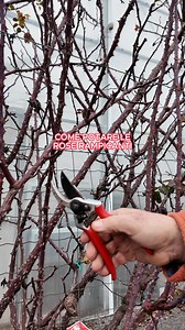 266K views · 2.3K reactions | Potiamo insieme le Rose rampicanti  | Centro Verde | Facebook