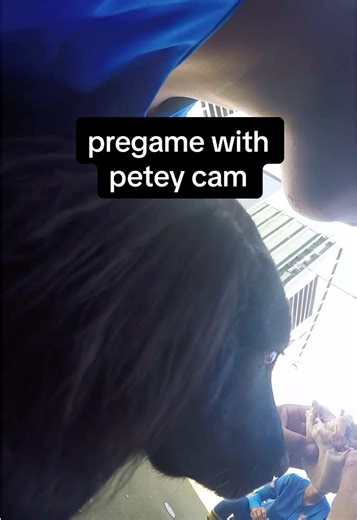 gopro: on. petey: unhinged. @peter_the_retriever #gobruins | Gopro