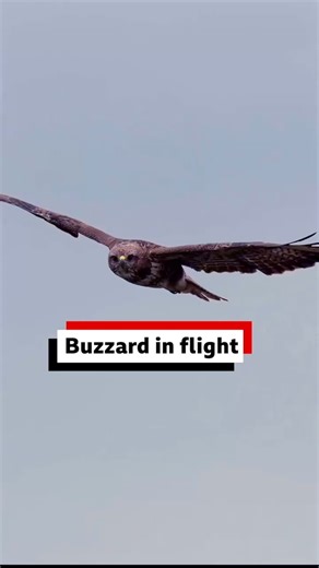 A buzzard soars high above Great Massingham. Thanks to The Drone Guy UK for this footage, which was filmed from a responsible distance without causing any distress to the bird. | BBC Norfolk
