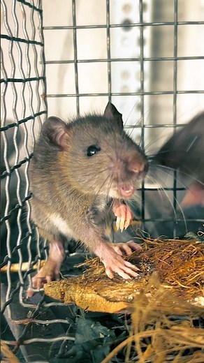 Tiếng chuột kêu nghe rõ nhất 🔊 bạn đã từng nghe chưa?