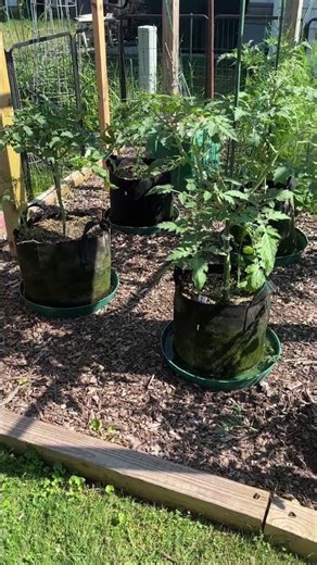 How to prune tomatoes for maximum yield and plant health.