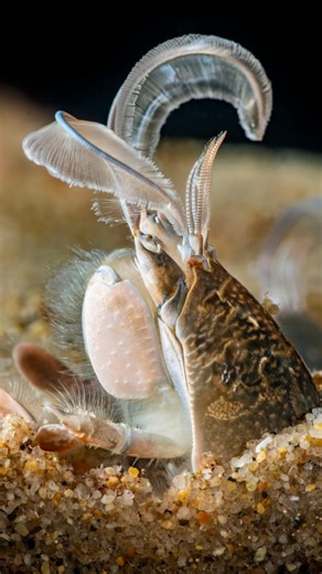 Cristóbal Sprätz | Taller de Insectos on Instagram: "Pulga de Mar 🌊 De nombre científico Emerita analoga, es un clásico de las playas de todo nuestro continente 🌎 En el video te cuento 3 curiosidades de este increíble crustáceo 🦞 🦀 Estábamos en la playa con @catalinavergaraf y me pidió que le hiciera un reel a este típico invertebrado que todos conocemos pero no tan a profundidad 🤓 ¿De qué otro invertebrado crees que debería hablar? #ConocerParaProteger #PulgaDeMar #PulguitaDeMar #EmeritaAn