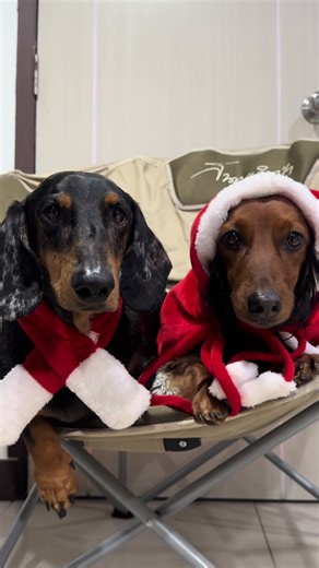 เตรียมตัวใจละลายกับกองทัพน้องหมาหลากหลายสายพันธ์ุใน งาน Christmas Market 7 มากับเพื่อน ครอบครัว หรือมาคนเดียว จะมีหรือไม่มีสัตว์เลี้ยง ก็อบอุ่นได้ในบรรยากาศคริสต์มาสสุดพิเศษ ใครอยากเล่นกับน้องสายพันธ์โปรดแบบเป็นก องทับมาตามวันเวลาได้เลย! งานเปิด เข้าฟรี • paw and pal (รพส.ทองหล่อ พระราม9) 19-21 ธ.ค. 2025 | 12:00-22:00 ส มีที่จอดรถ -- Get ready to get your heart melted by an army of your favorite breeds at paw and pal Christmas Market ring your triends, your tamily, or come solo (with or without 