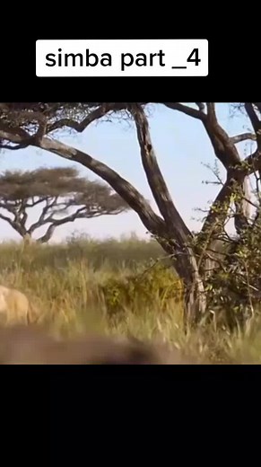 simba part _4#fyp #viral #foryourpage #simba #foryou