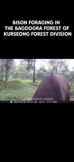 Majestic Bison Foraging in Bagdogra Forest | Kurseong Forest Division #explorenature #wildlife