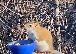 Squirrel getting drunk after eating fermented pear