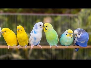 Budgie Sounds (24 Hours)