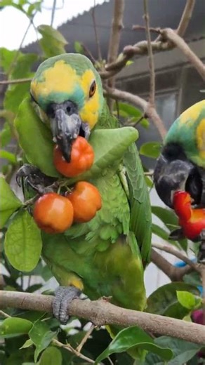Sharing some juicy fruits with my hungry explorer #birds #parrots