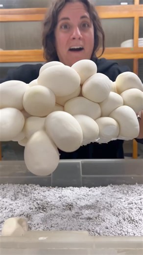 156K views · 2.4K reactions | Can’t Wait to see all these Baby Pythons Hatch朗 | The Reptile Zoo | Facebook