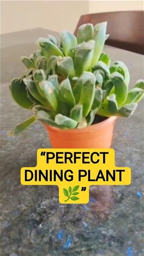 Haworthia Cooperi:The Coolest Succulent You Can Grow #shorts