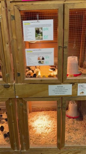 Chicks are in! New Hampshire Red Black Australorp Silver Laced Wyandotte Easter Egger Hatchery Choice Frizzle strait run Hatchery Choice Silkie | D&L Farm and Home - Denton