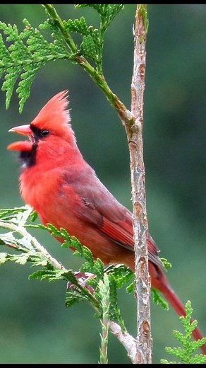 Backyard Birder on Instagram: "Male Northern Cardinal singing to claim his territory and attract a mate -a classic sound of Spring! #birds #bird #birding #birdwatching #birdsofinstagram #birdsong #cardinals #nature #wildlife #animalover #birdphotography #birdlife"