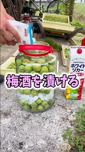 梅酒づくり2025