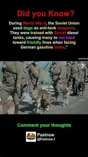 The Soviet Dog Experiment #history #ww2 #sovietunion #dog #tanks #germany #war #shorts