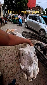 The calf was in pain.#viral #trending #instagram #cow | Bodybuilder Rocky 2