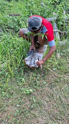 Found a marmot in a felled tree #shortvideo #funny #bambooacademy #wildlife #nature