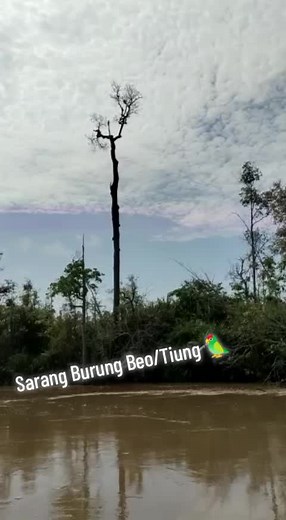 sungai morui kalimantan Tengah nih Bos 💦