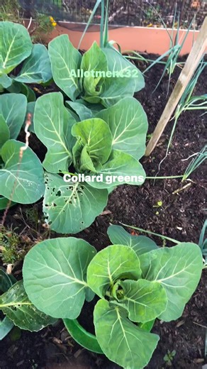 4 comments | Planting fresh collard greens from seeds and watching them grow is heartwarming ✨ #Starseverywherefyp #ViralVibes #ReelChallenge | Rose Chi Allotment | Facebook