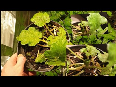 Das Brasilianische Mammutblatt (Gunnera manicata ) die Pflege hier