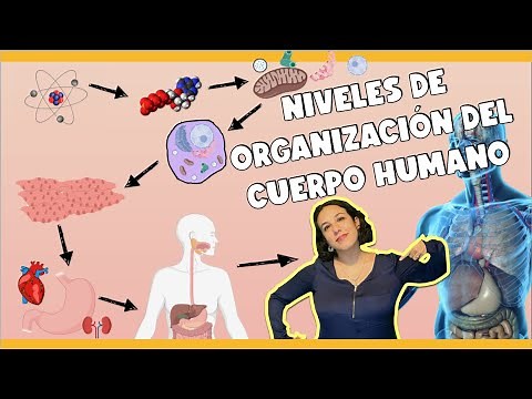 Niveles de organización del cuerpo humano - Bio[ESO]sfera