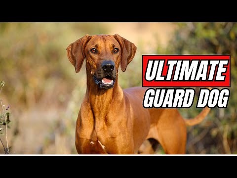 Rhodesian Ridgeback: The Ultimate Guard Dog Breed