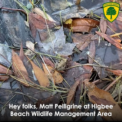 2.6K views · 78 reactions | Cricket frogs “CLICK – CLICK – CLICK –...