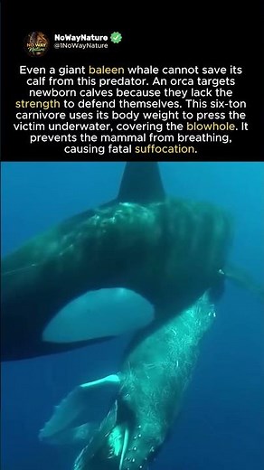 ORCA WHALE HUNT