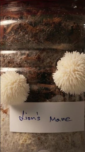 How to Grow Lion’s Mane Mushrooms at Home | Lion’s Mane Cultivation #mushroom #mushroomfarm