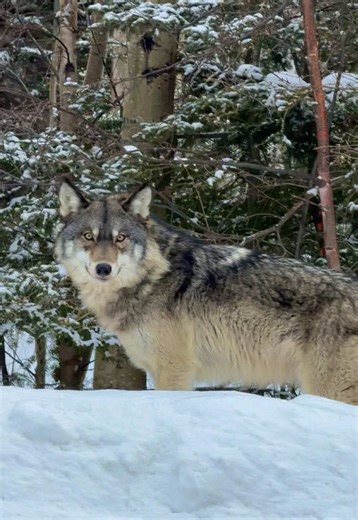 Encountering Wolves in the Wild: A Memorable Experience