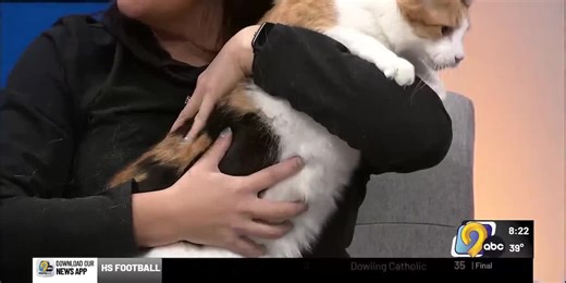 WATCH: Meet Missy! A three-year-old cat who loves naps, but isn't afraid to play!