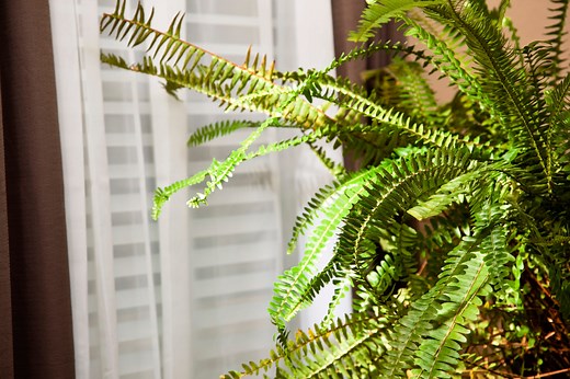 Houseplants that can thrive in even the darkest rooms