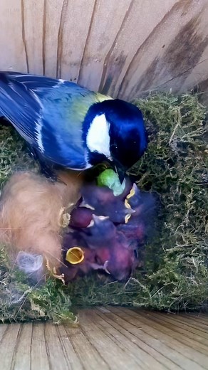 71K views · 1.3K reactions | The second brood of Great Tit chicks in Japan are getting big  #wildlife #birdwatching #nature #birdhouse #birds | Nest Box Live | Facebook