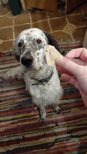 Skye the Perfect Taste Tester for Pet Treats