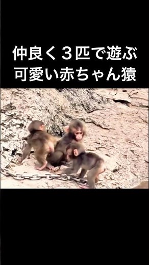 仲良く3匹で遊ぶ可愛い赤ちゃん猿