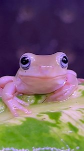 Snowflake Honey Blue Eyed Whites Tree Frog | Off the Hook Exotic Pets