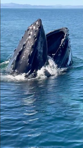 Giant Humpback Breaches With Mouth Open! #shorts #ocean #whale