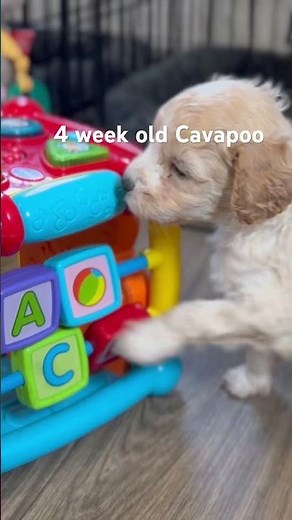 What a 4-Week-Old Puppy Is Actually Learning Right Now