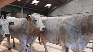 Variety is the spice of life at Gisburn! 🤩 Pedigree Gascoigne cows for today's sale all run back with the Gascoigne bull and due to calve in the new year Sale commences 10am | Gisburn Auction Mart