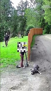 Pitbull Proves Its Intelligence by Defending its Owner from Neighbour's Dog!