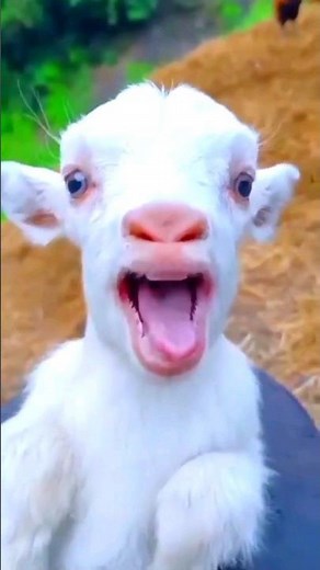 CUTE GOAT 😍☺ #bakri #foryou #funny