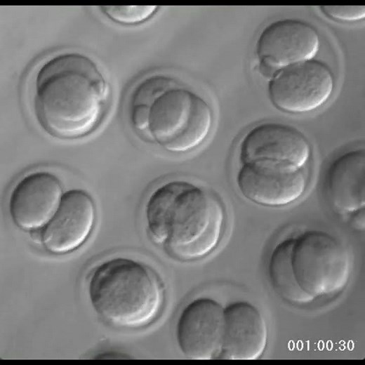 Embryonic development from pronuclear to blastocyst stage! #shorts