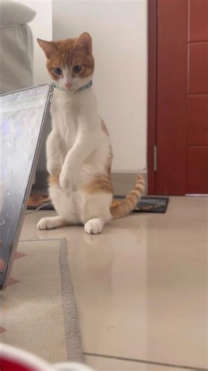 Playful kitten 🥰 #cat #babyanimal #kitten #babycat #babypet #cute #animallife #cuteanimal