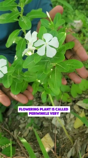 Do you know this plant? #periwinkle #naturalhealing #holistichealth