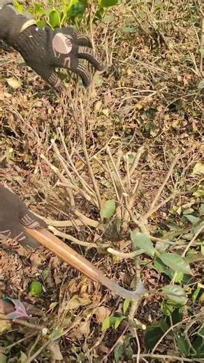 tea pruning