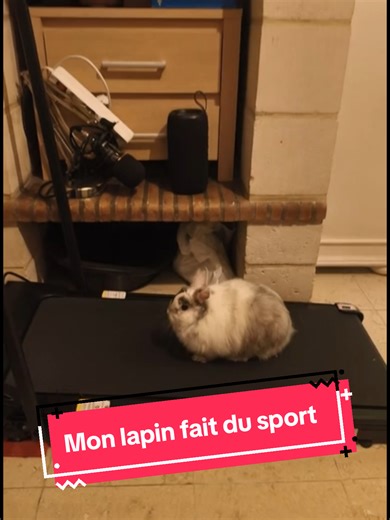 Mon lapin fait du Tapis de course 😱 #animaux #fyp #lapin #Ia