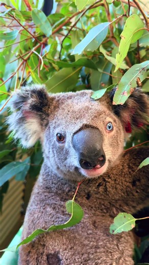 Rare Koala with Heterochromia Spotted in Australia