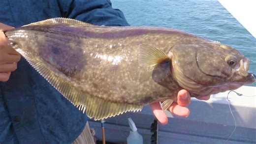 Alaska halibut fishing