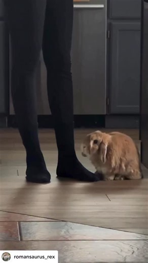 Bunny or Meerkat 😆😆 | Bunnies That Lunch